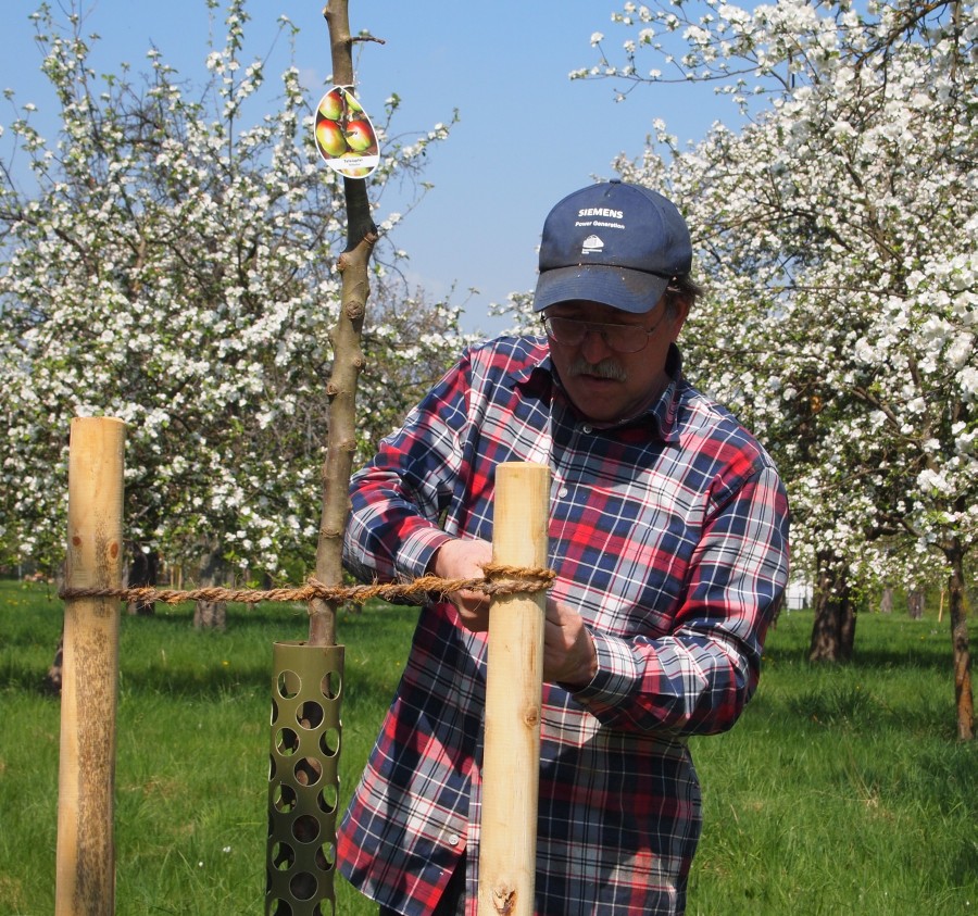 Bilder Obstwiese