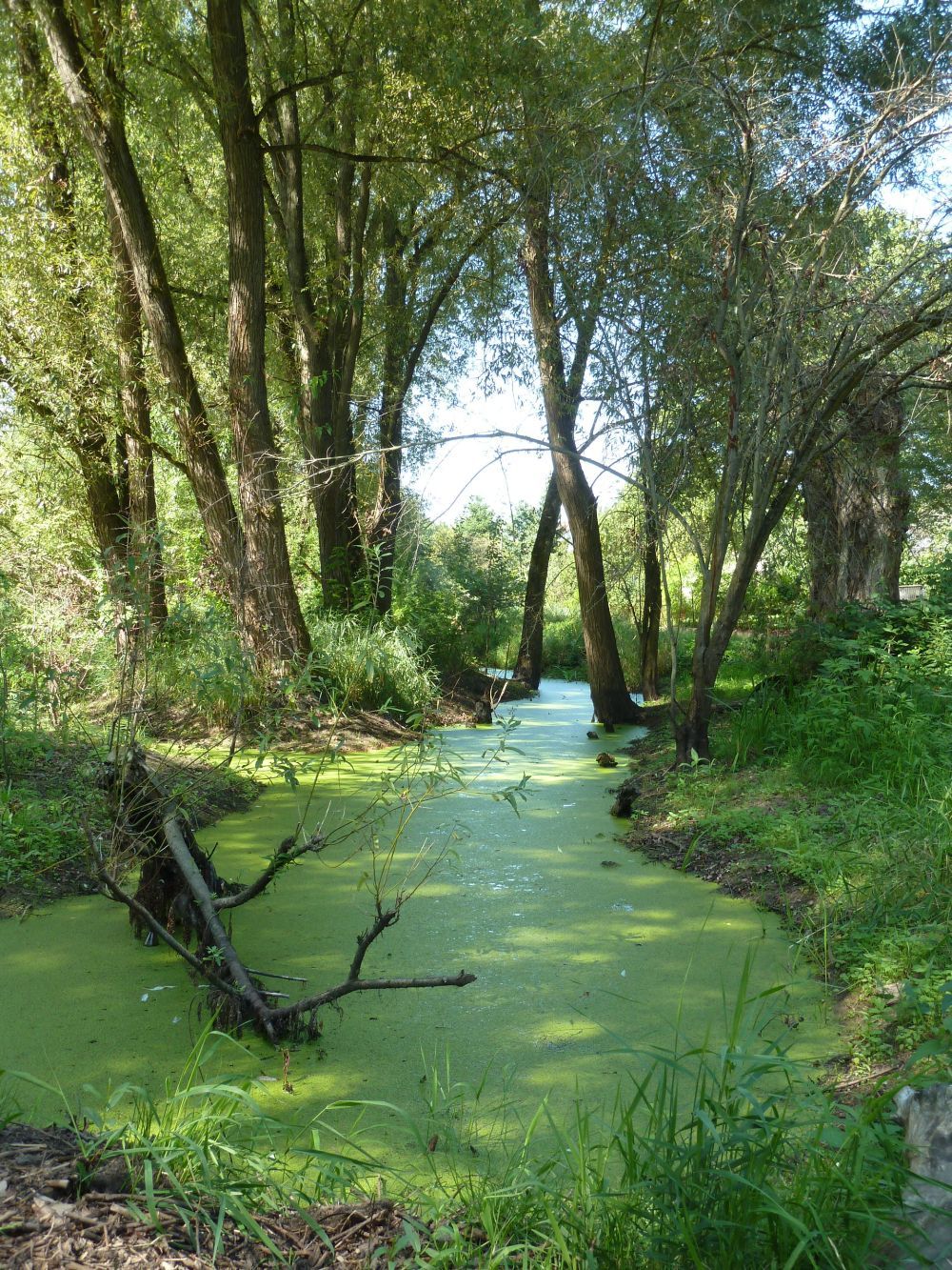 An den Seelöchern 2015