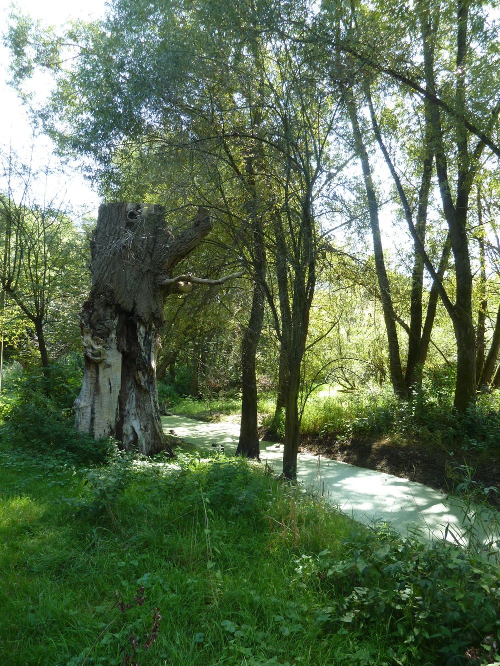 An den Seelöchern 2015