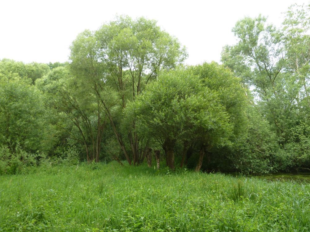 An den Seelöchern 2015