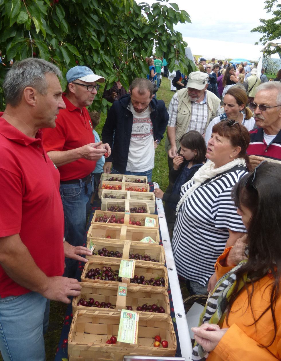 Sorten-Ausstellung der Anbietergemeinschaft Kalchreuther Kirschgarten Kirsch Sorten Ausstellung Kalchreuth BUND Naturschutz Erlangen
