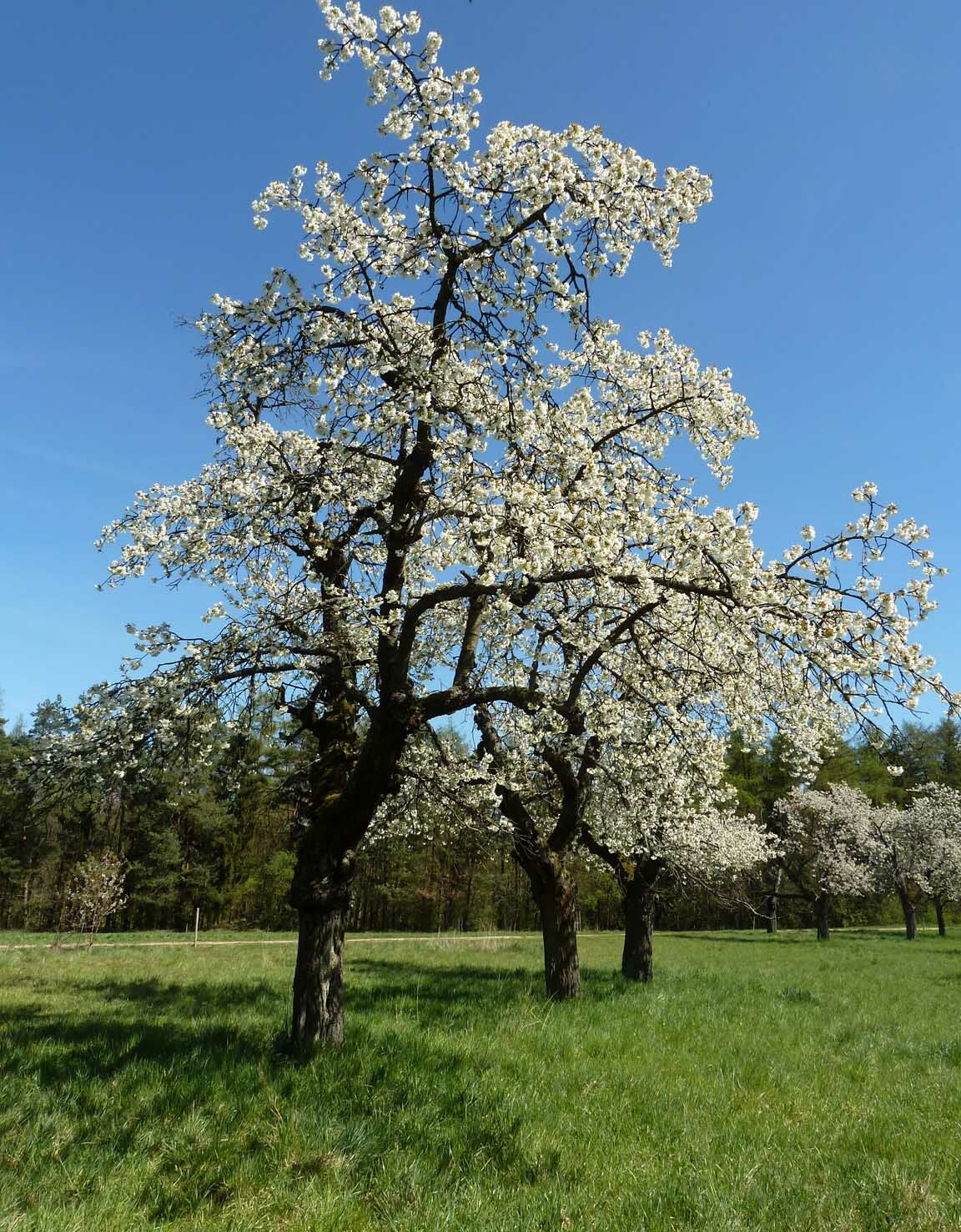 Kirschblüte