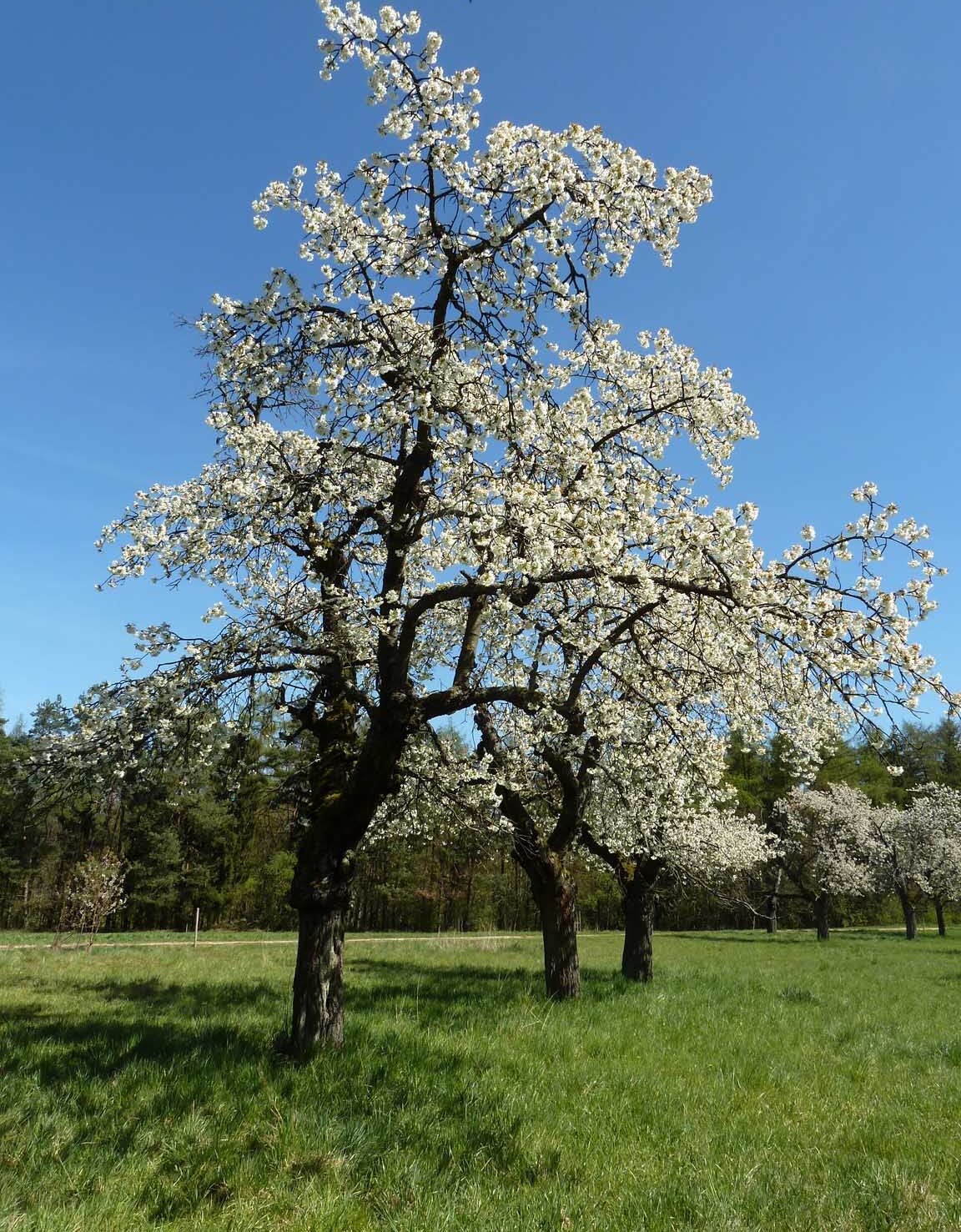 Kirschblüte