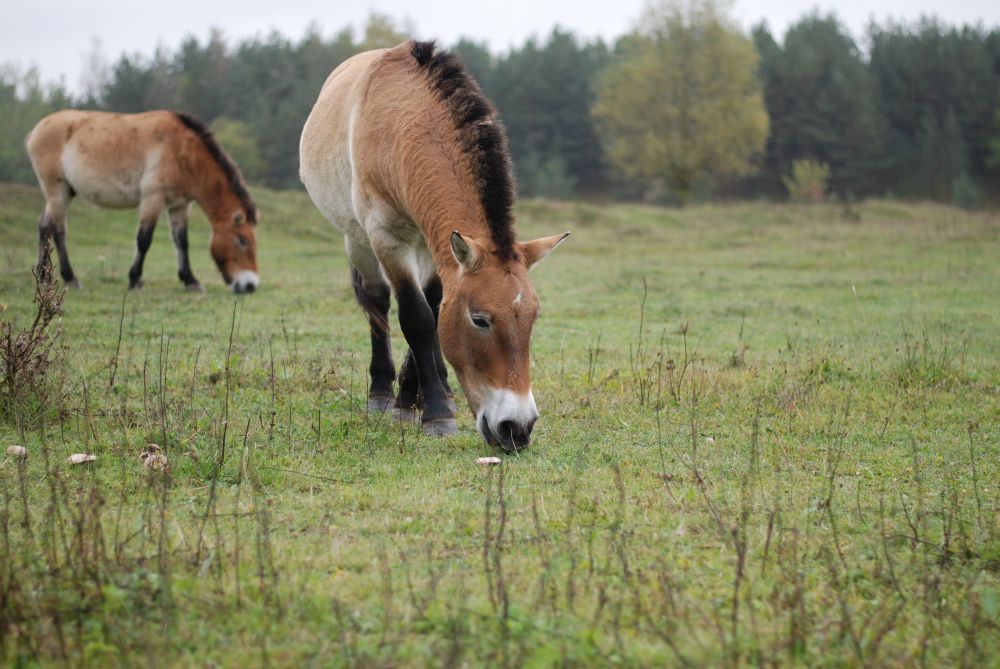 Urwildpferde im NSG Tennenloher Forst