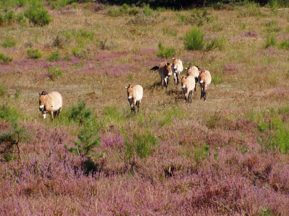 Urwildpferde im NSG Tennenloher Forst