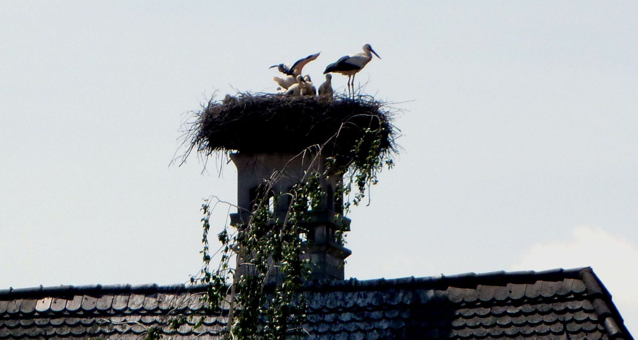 Baiersdorfer Störche