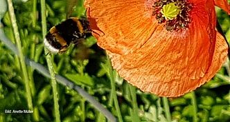 Bild: Annette Müller Hummel an Mohnblume