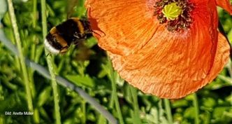 Bild: Annette Müller Hummel an Mohnblume