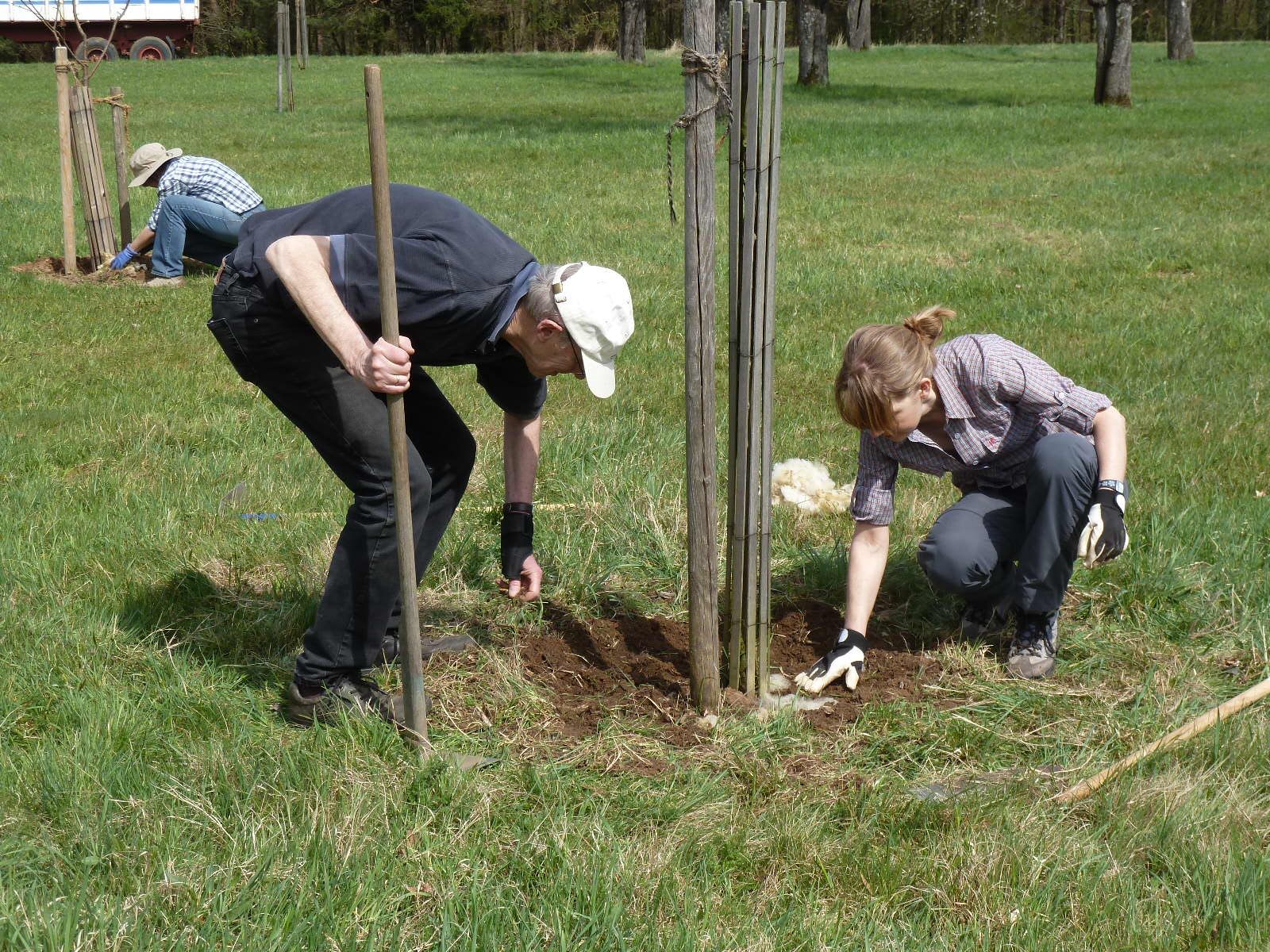Ein Versuch: Schafwolle als Dünger in die Baumscheiben einarbeiten.