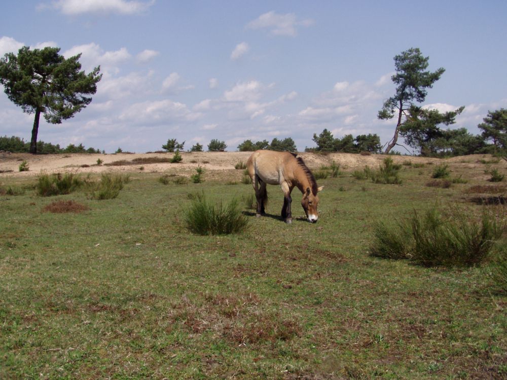 Urwildpferde im NSG Tennenloher Forst