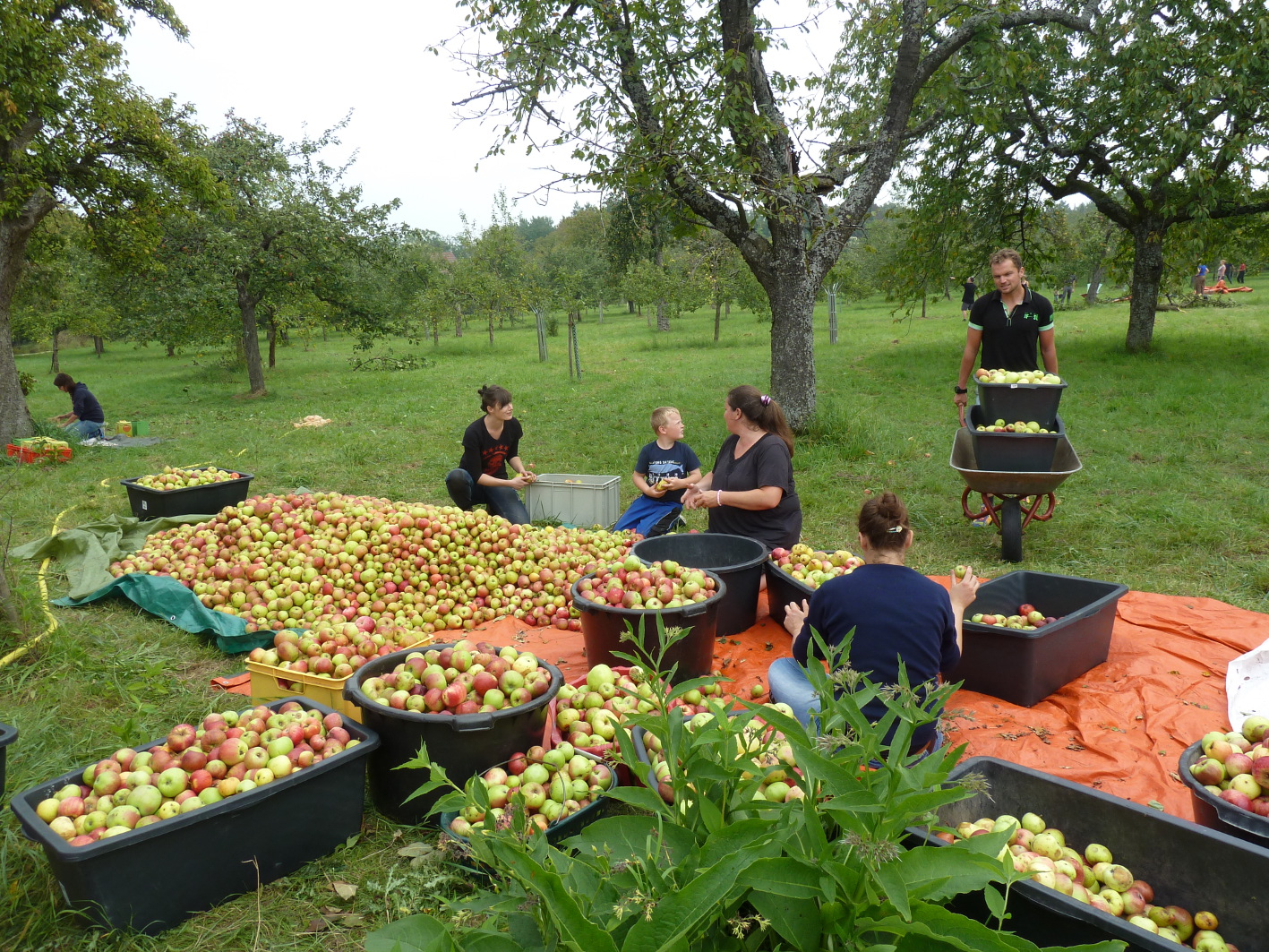 Obstpresstag 2014