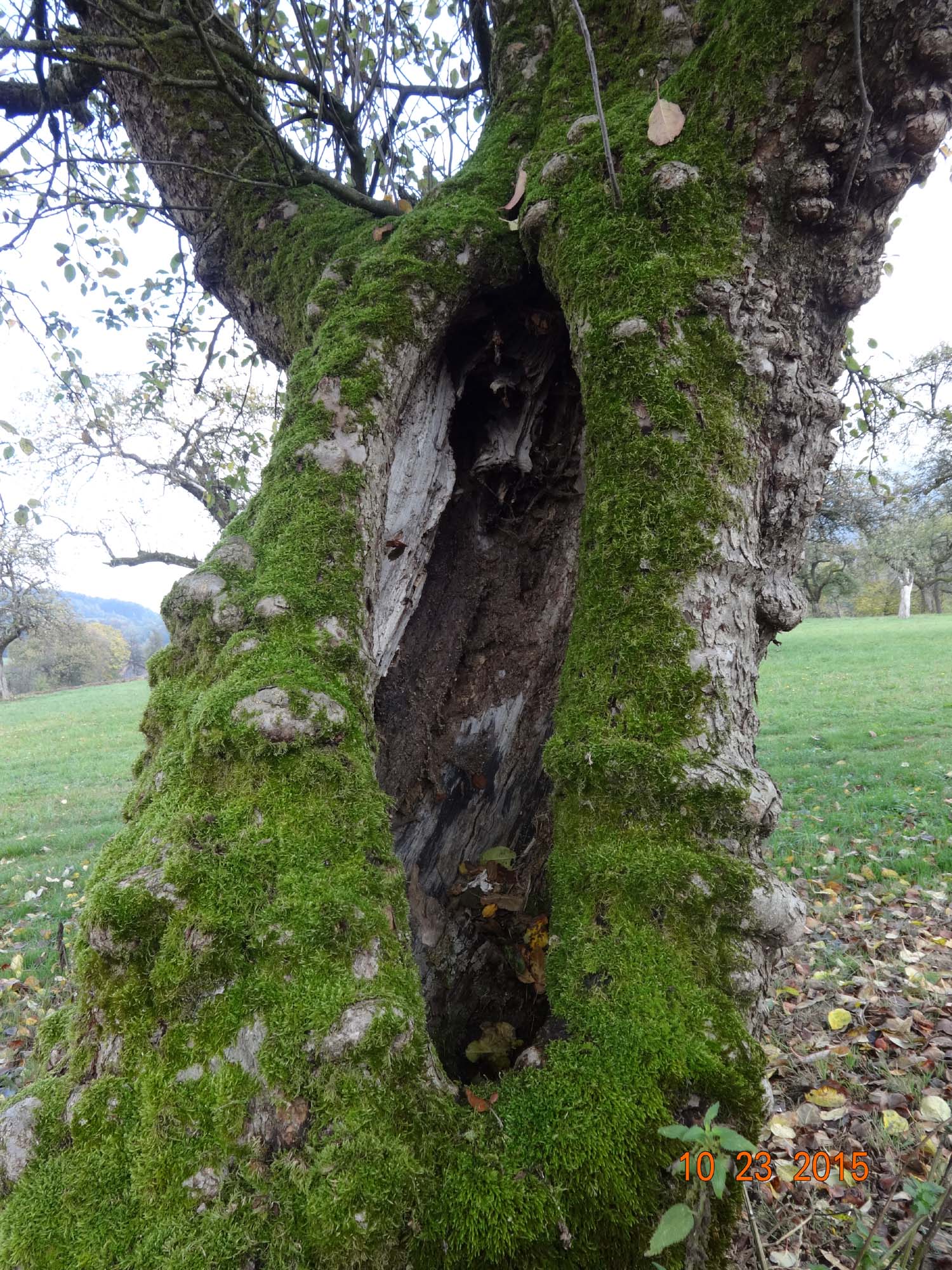 Idealer Lebensraum in einem Obstbaum-Greis