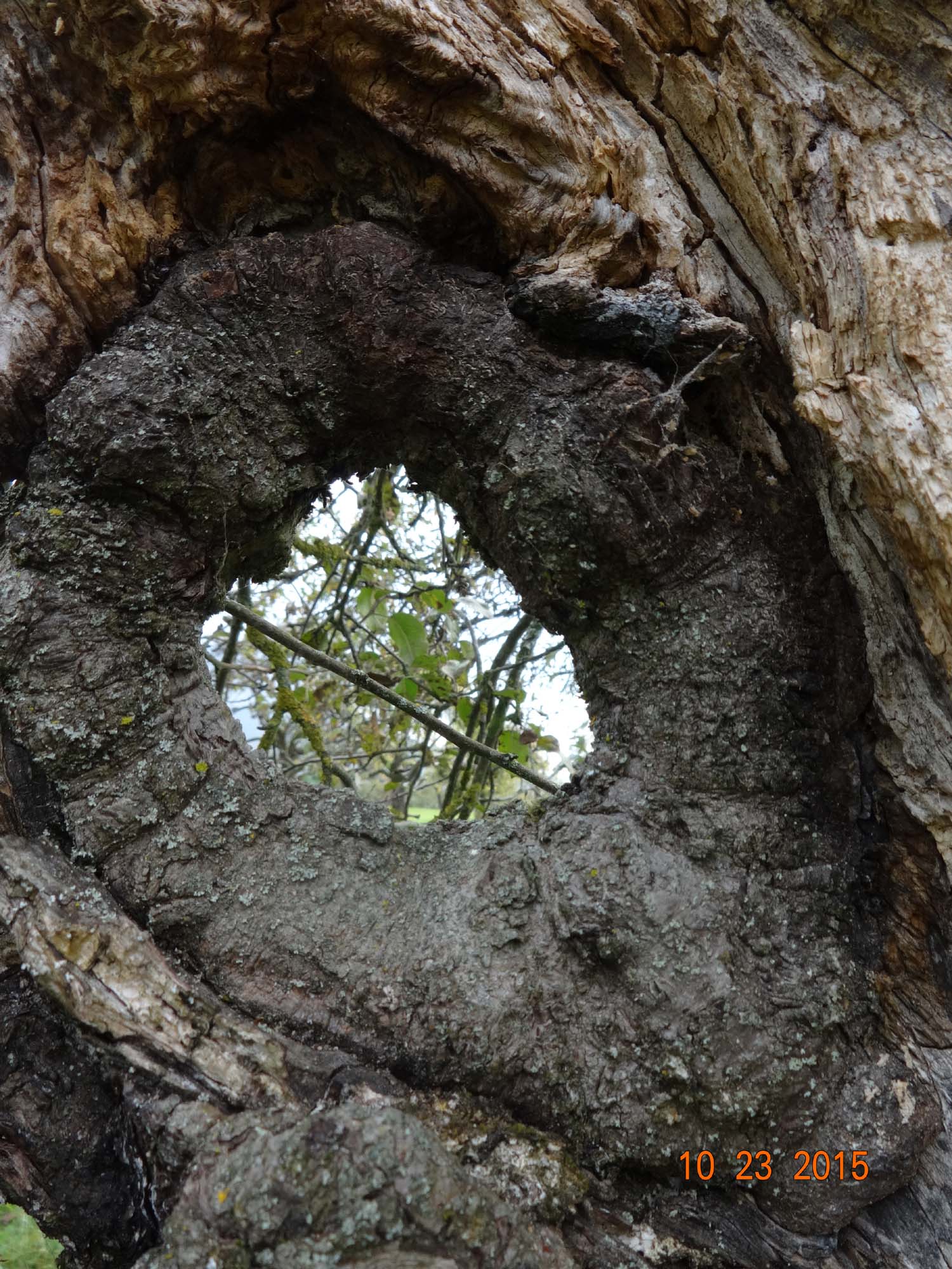 Durchblick einer Baumhöhle