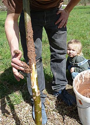 An einem Apfelbaum Geflammter Kardinal ist ein großer Verbiss-Schaden durch Schafe entstanden. Wir versuchen, die Heilung der Wunden durch einen Lehmverband zu fördern.