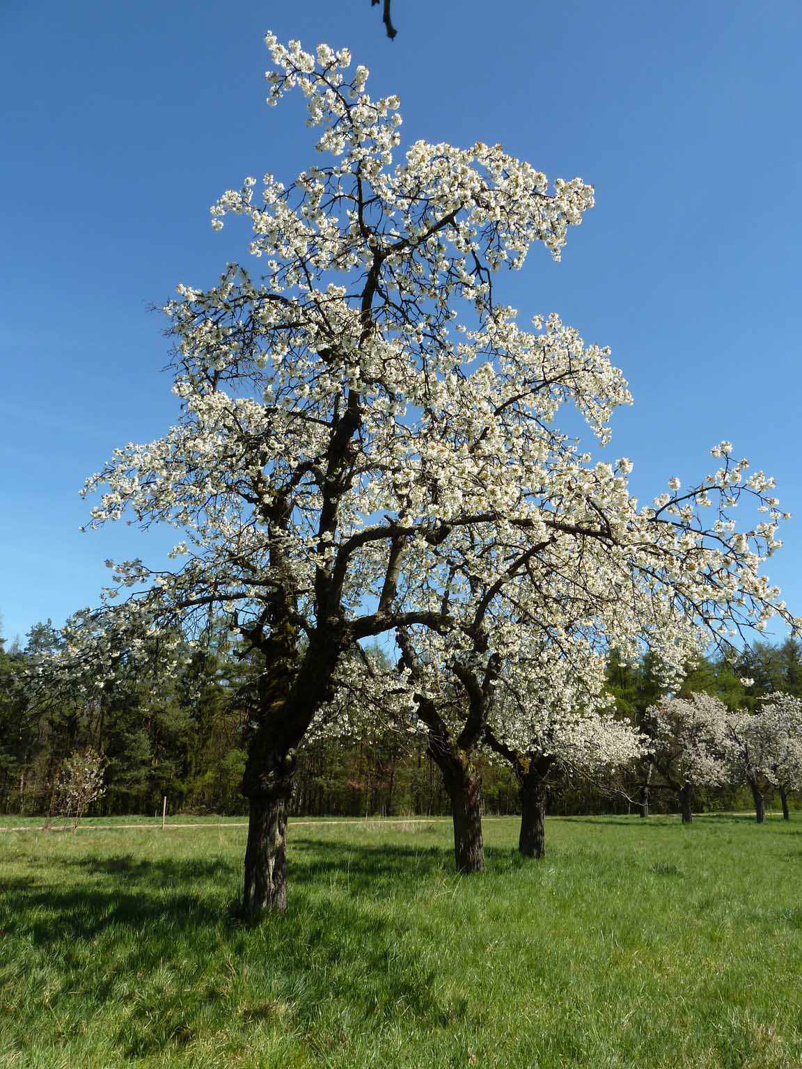 Kirschenblüte 