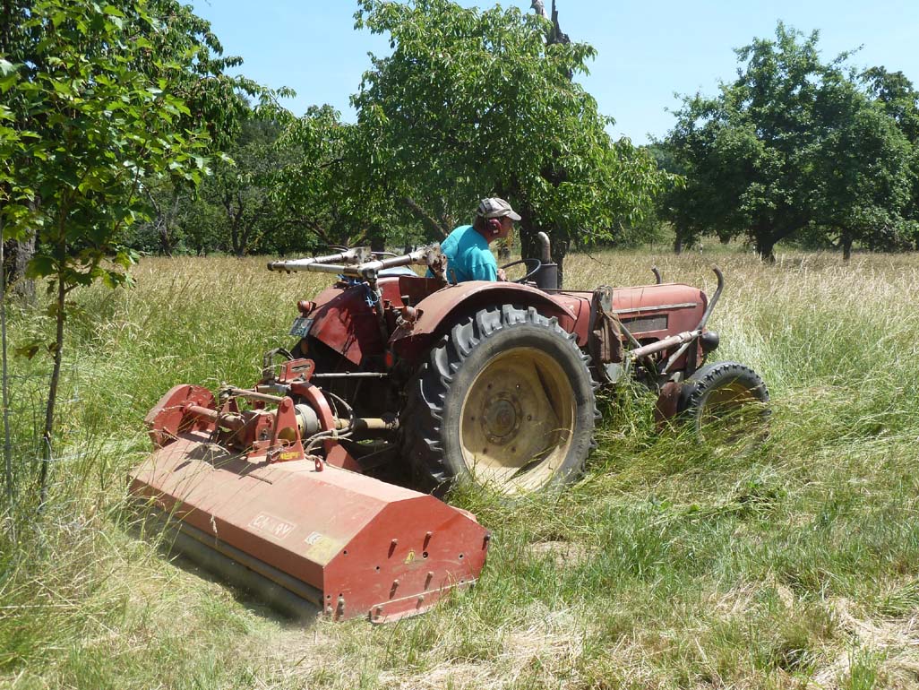 Ein Teil der Wiese, auf dem mit einem Traktor gefahren werden kann, wird von einem Bauern mit einem Mulchmäher gemäht