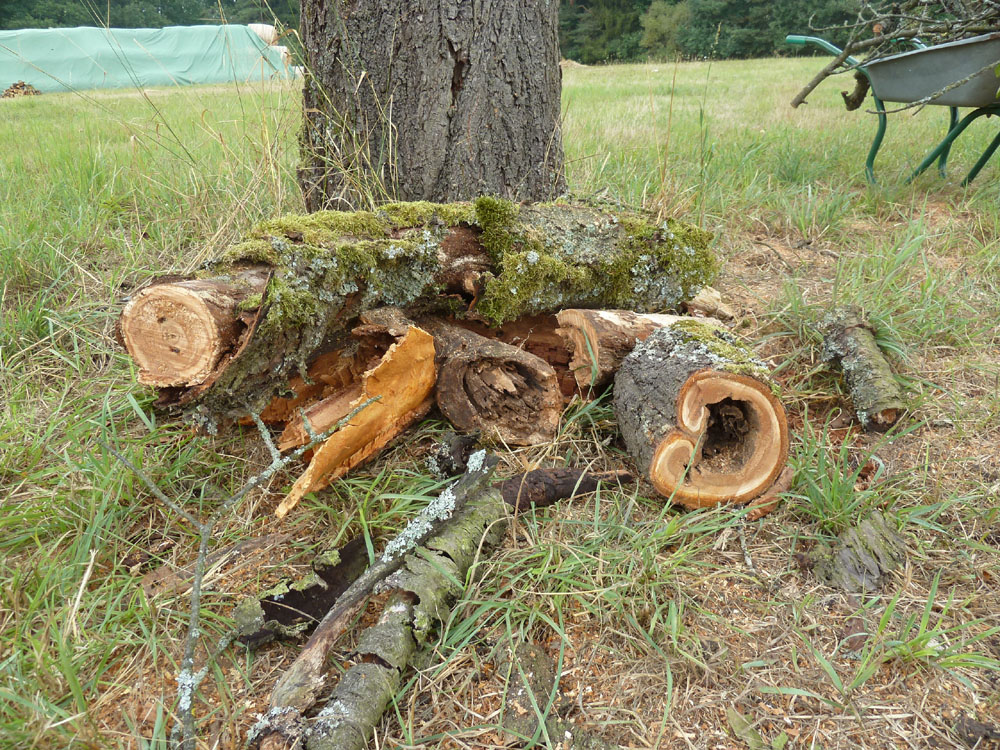 Aufräumarbeiten an einem abgebrochenen Ast; auch dieses Holz bietet noch Unterschlupf für zahlreiche Tierarten