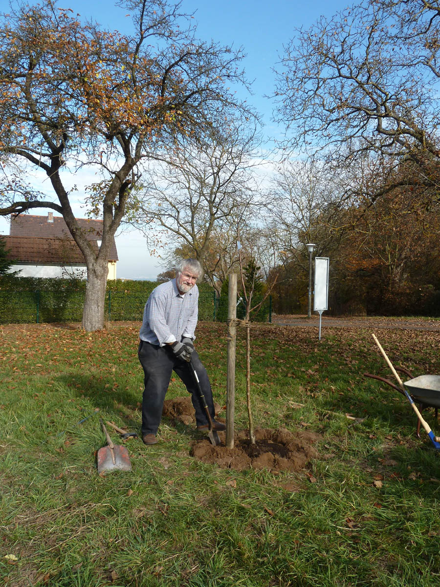 Wir verpflanzen den Apfelbaum Roter Bellefleur in die Reihe, er stand mitten dazwischen