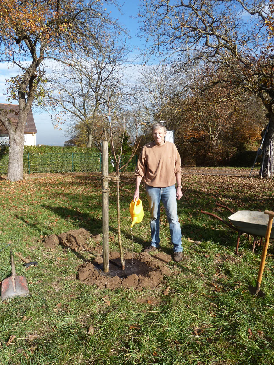 Der verpflanzte Baum wird gut angegossen