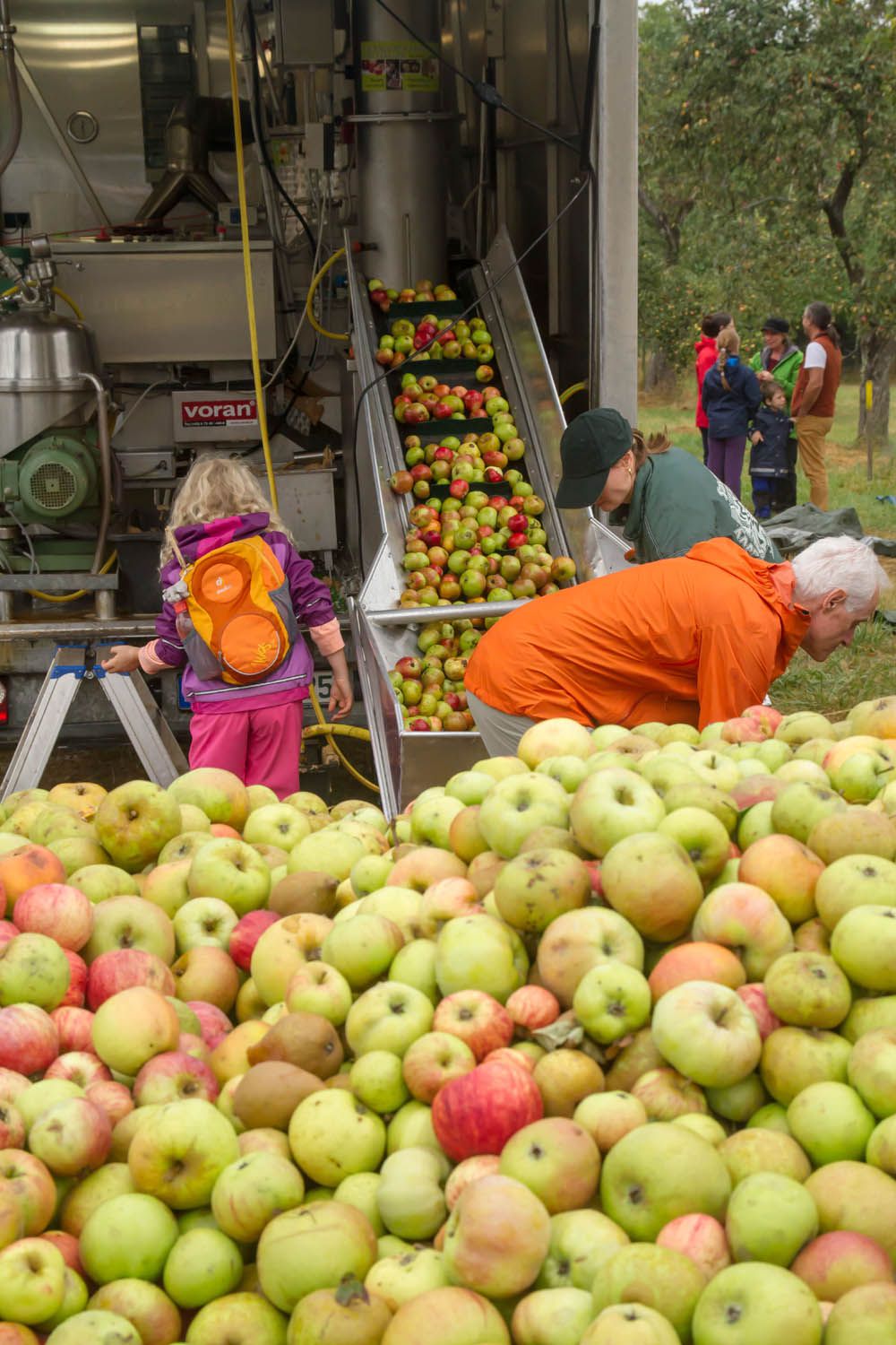 Viele verschiedene Apfelsorten ergeben einen besonders gut schmeckenden Saft. 