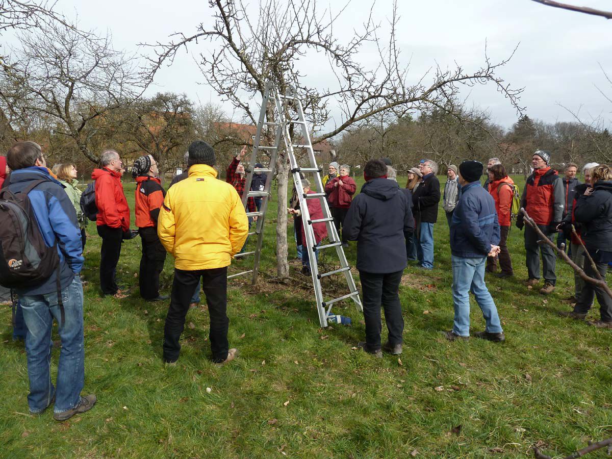 Praktischer Teil des Winter-Obstbaum-Schnittkurses 