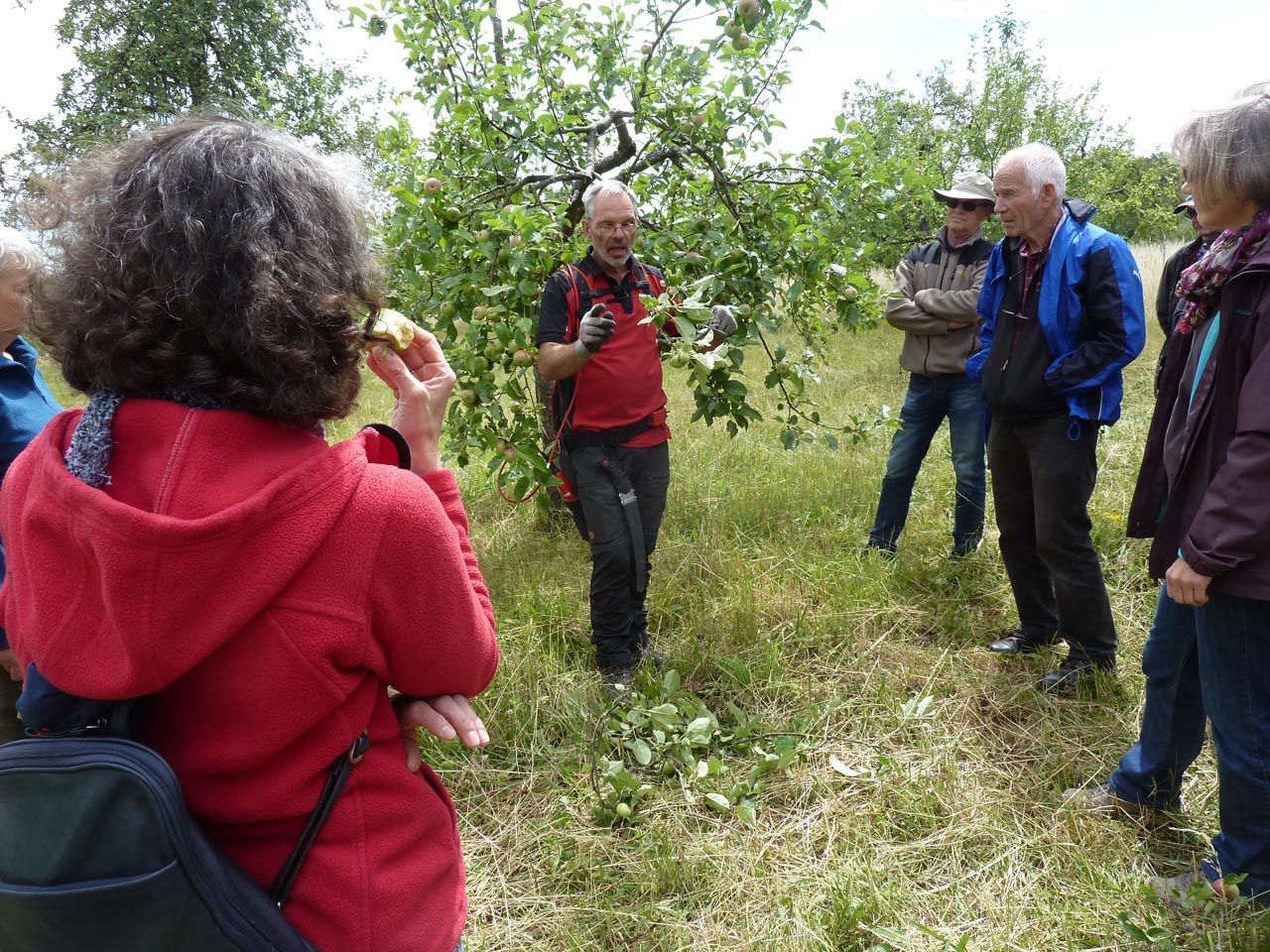 Sommer-Obstbaum-Schnittkurs mit Baumwart Roger Beuchert