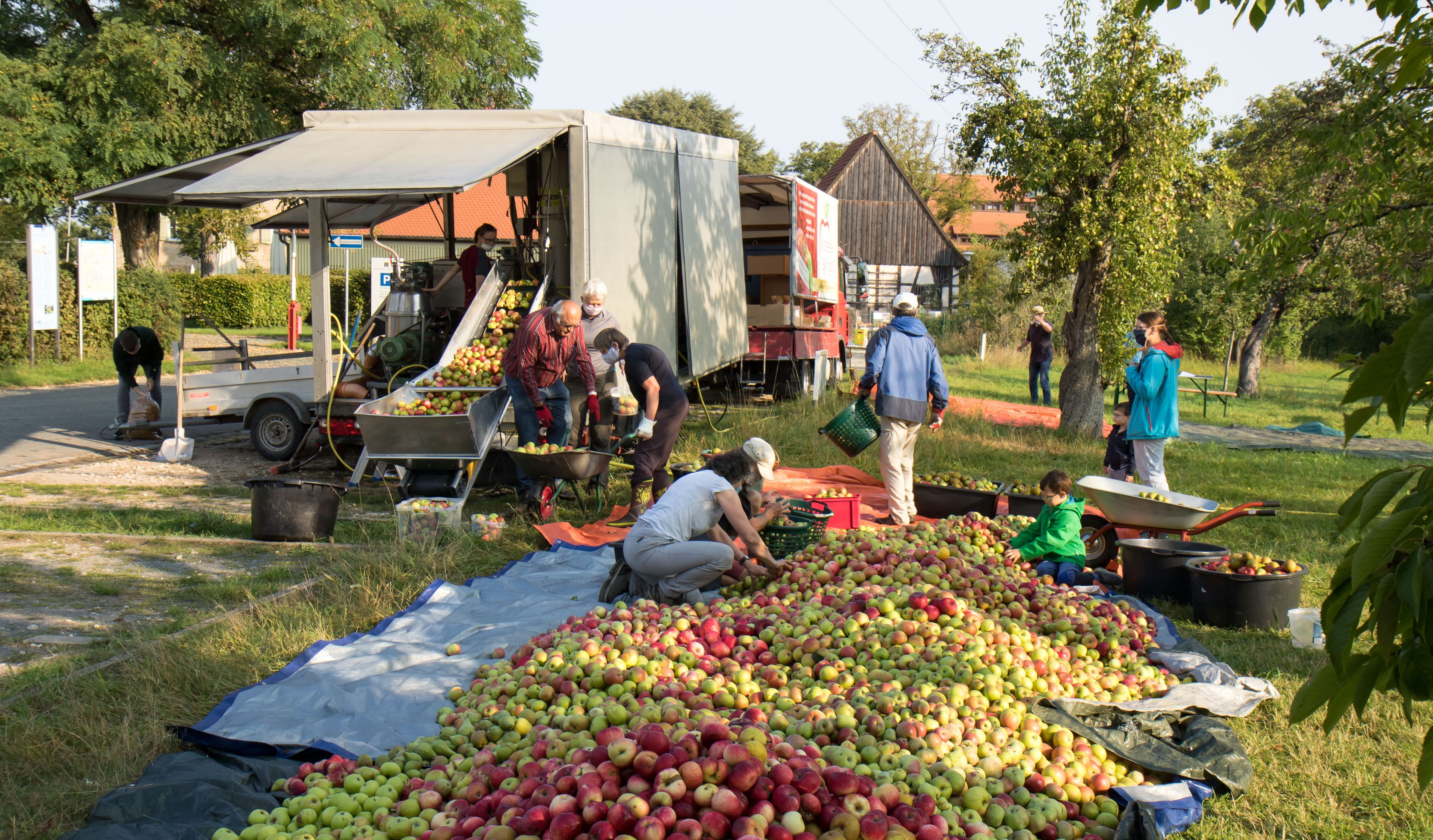 Ernte auf der Obstwiese