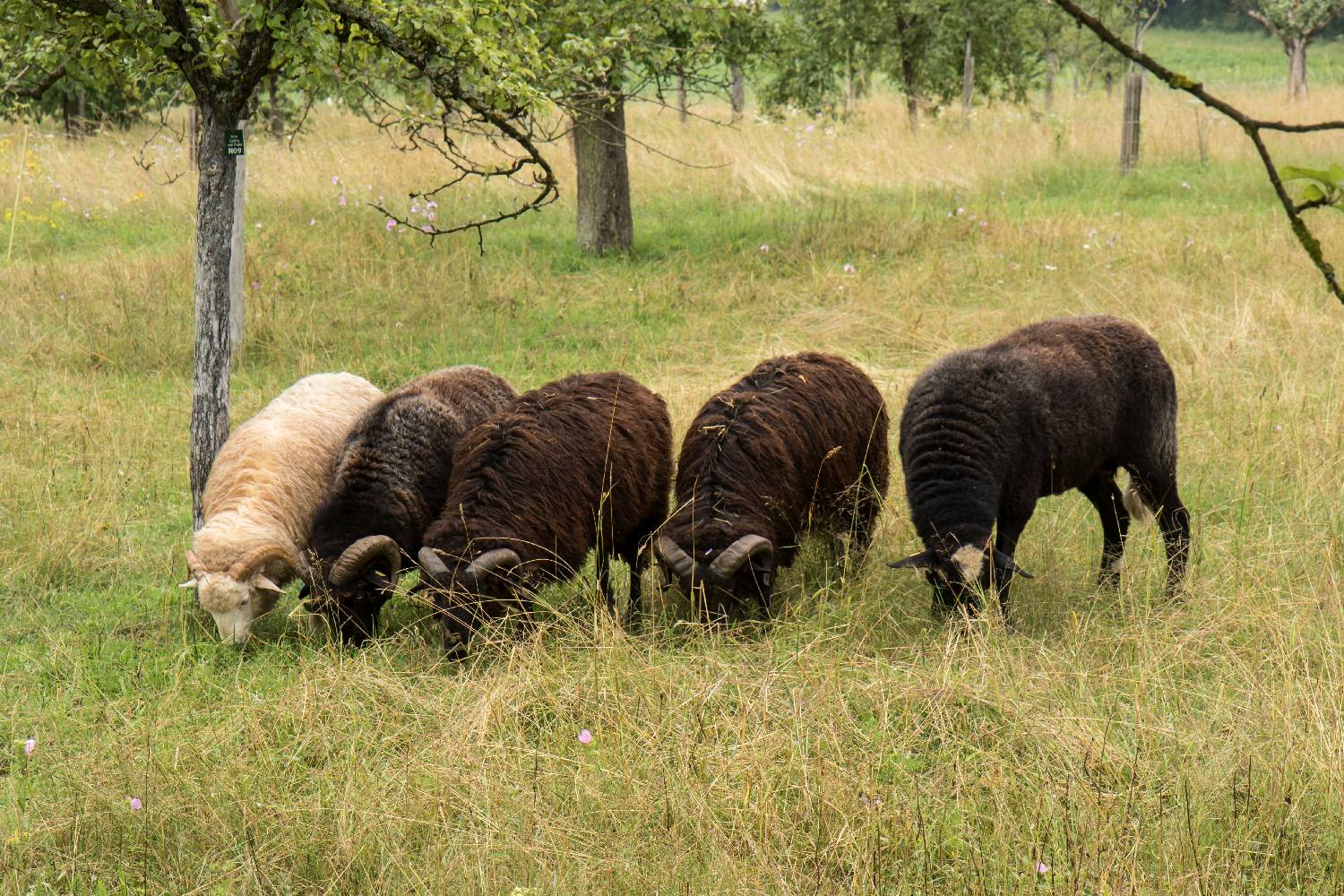 Schafe auf der Obstwiese