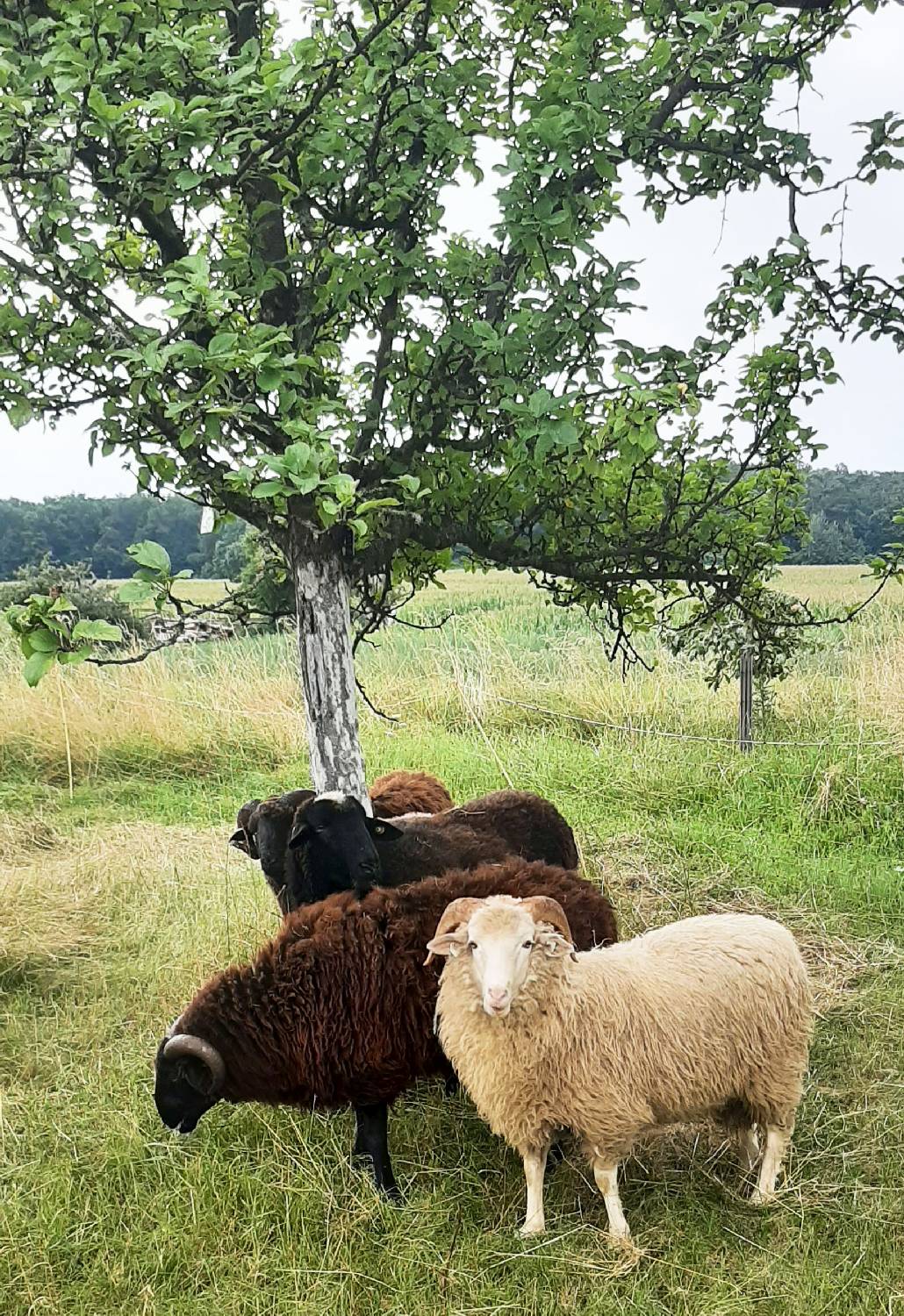 Schafe auf der Obstwiese