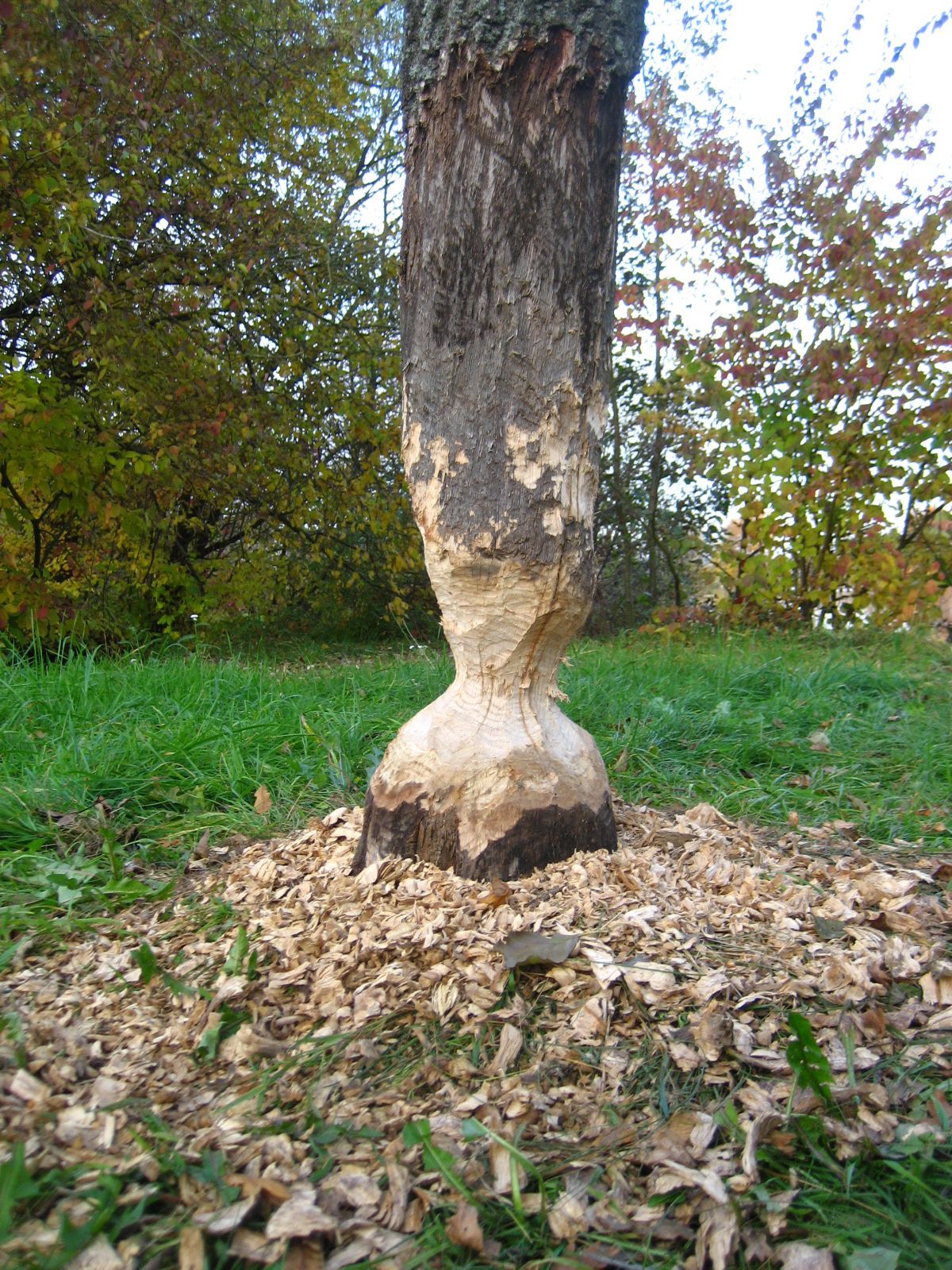 Bibertätigkeit am Ausee