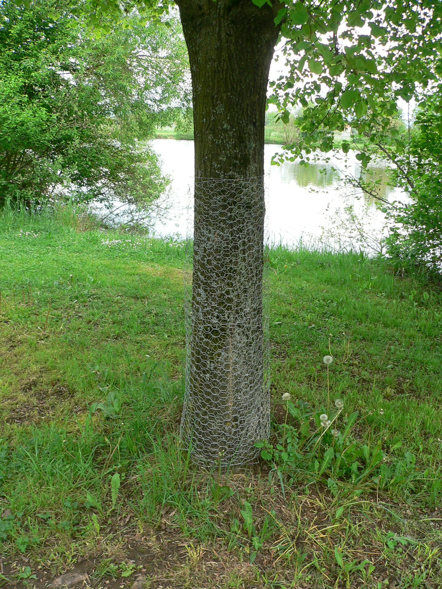 Baum mit Drahtschutz