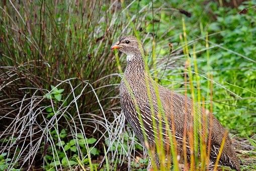 Bild Francolin von Pixabay